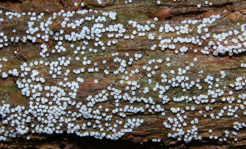 Dal bianco al viola..